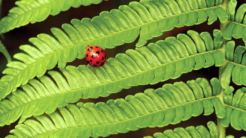 ladybug on fern-small animal desktop wallpaper Wallpaper 1920x1200[10wallpaper.com]